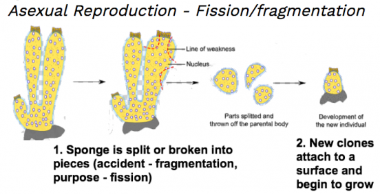 Unit 5-1: Phylum Porifera – The Biology Classroom