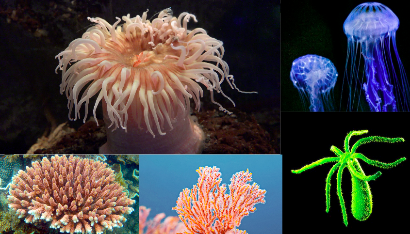 Contoh Hewan Cnidaria