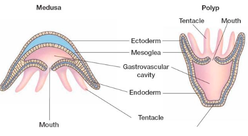 label parts of a cnidarians