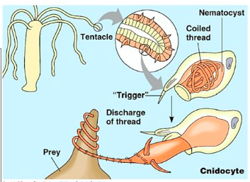 label parts of a cnidarians