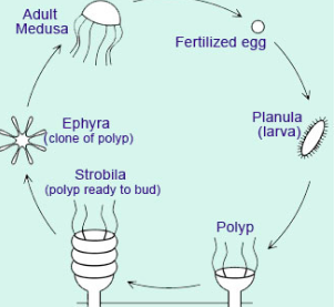 Sessile Polyp Cnidaria