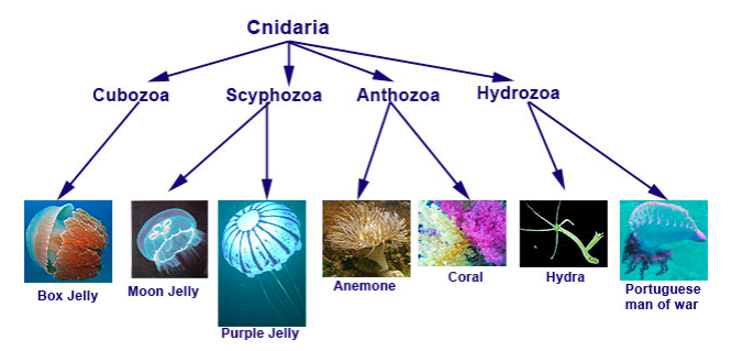 Unit 5-2: Phylum Cnidaria – The Biology Classroom