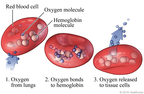 Hemoglobin Transports Oxygen In The Blood