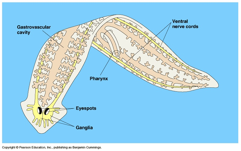 Bio 11 Simple Inverts Test Review – The Biology Classroom