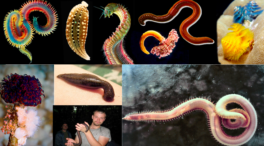 Unit 5-5: Phylum Annelida – The Biology Classroom