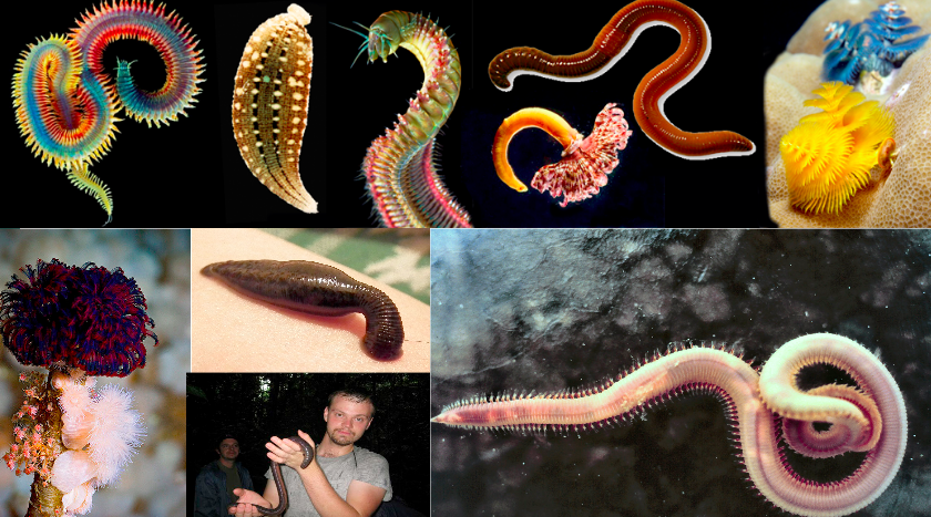 annelids