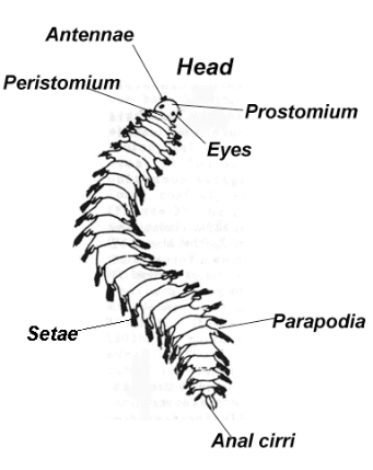 phylum annelida