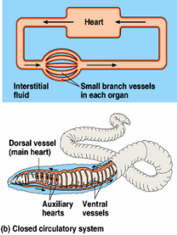 closed circulatory system earthworm