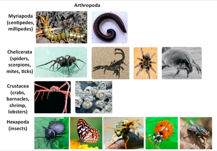 phylum arthropoda classes