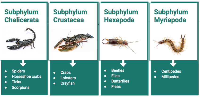 subphylum hexapoda