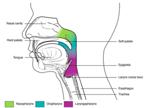 The Respiratory System Part 1: Structures and Mechanisms of Breathing ...