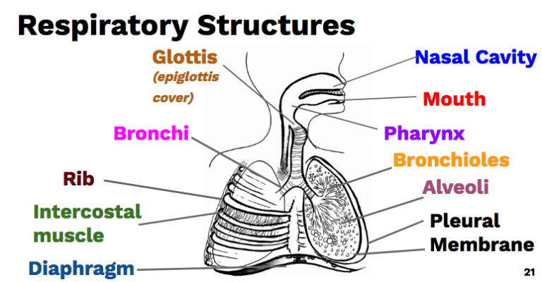 The Respiratory System Part 1: Structures and Mechanisms of Breathing
