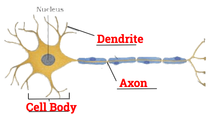 a dendrite conducts nerve impulses