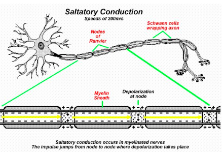 The Nervous System Part 3 – Impulse Transmission – The Biology Classroom