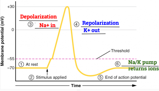 The Nervous System Part 3 – Impulse Transmission – The Biology Classroom