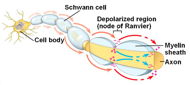 difference between axon and dendrite