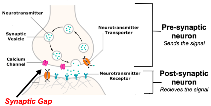 nerve impulse graph