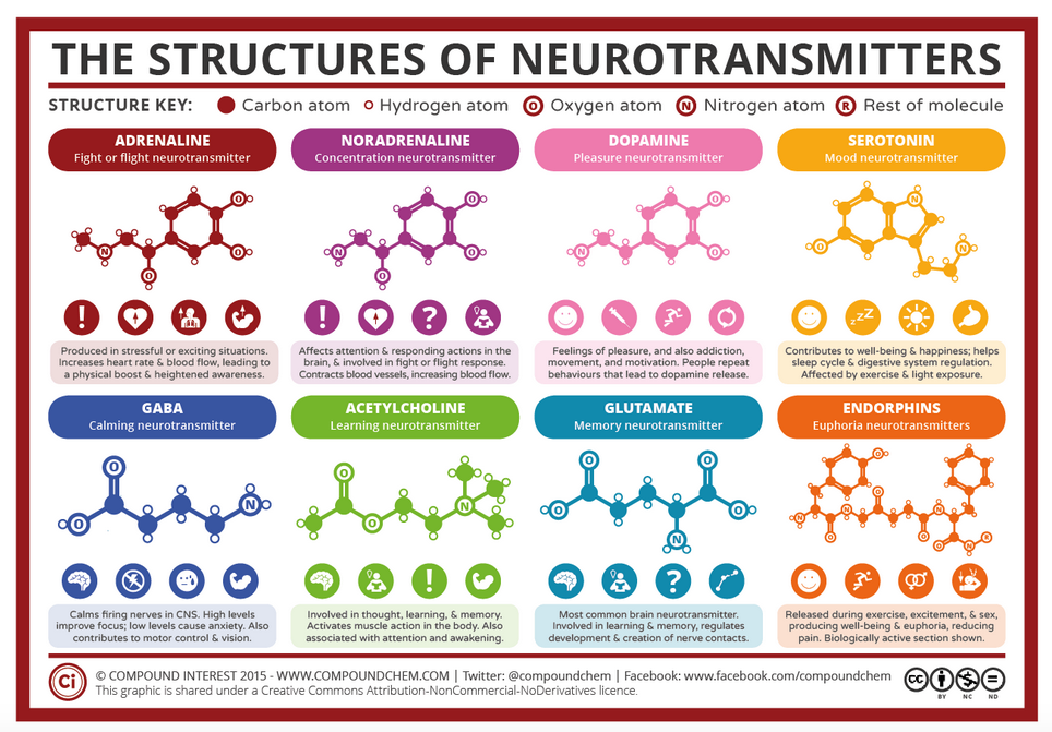 The Nervous System Part 3 – Impulse Transmission – The Biology Classroom