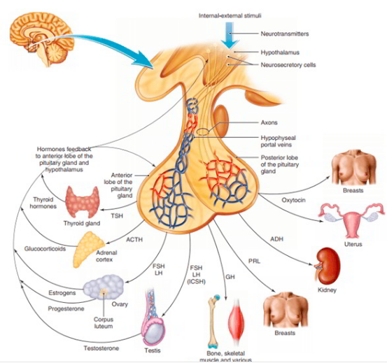 Urinary System Part 3 Regulation Of Urine Formation The Biology Classroom 7034