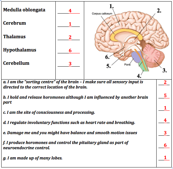 nervous system critical thinking questions