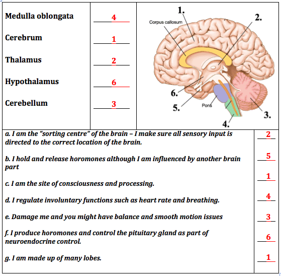 Parts of a Neuron Quiz