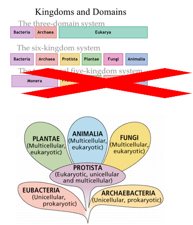 the taxonomic hierarchy diagram