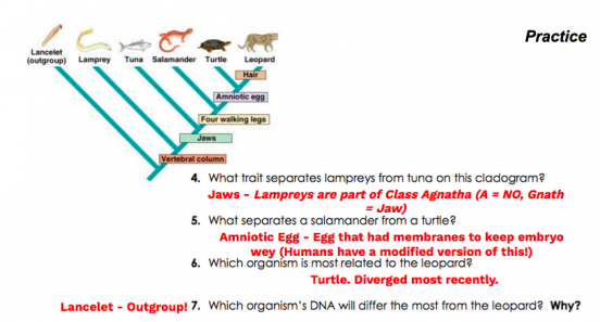 Unit 1-2: Cladistics – The Biology Classroom