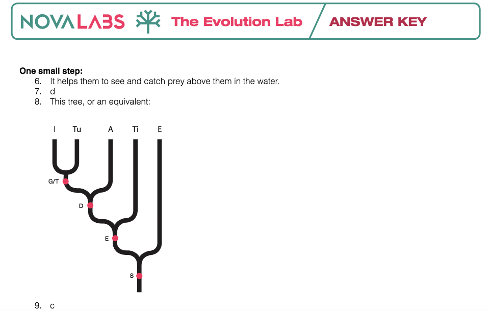 Nova Evolution Lab Worksheet Answers