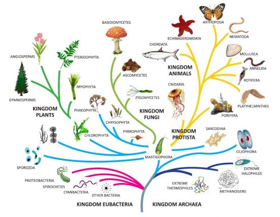 Unit 1-1: Principals of Taxonomy – The Biology Classroom