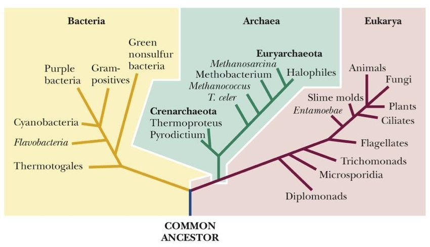 Unit 1 1 Principals Of Taxonomy The Biology Classroom