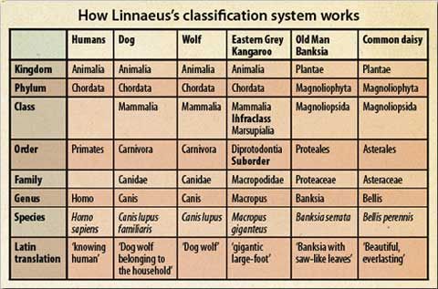 taxonomy science examples