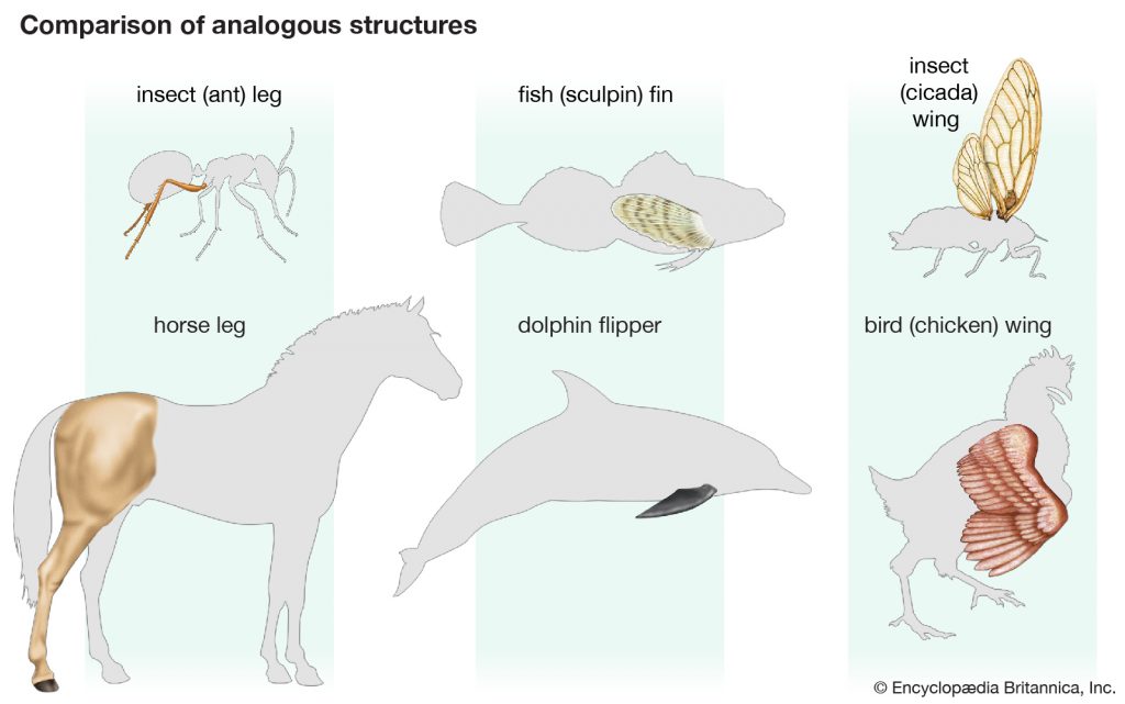 Unit 2-1: Evidence for Evolution – The Biology Classroom