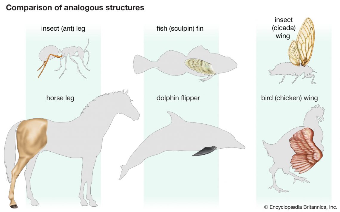 evolutionary-trees-based-on-anatomy-may-be-wrong-big-think