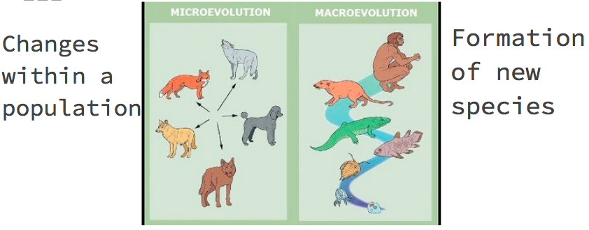 What is microevolution?