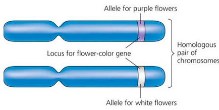 Unit 2-2: DNA, Mutation, and Evolution – The Biology Classroom