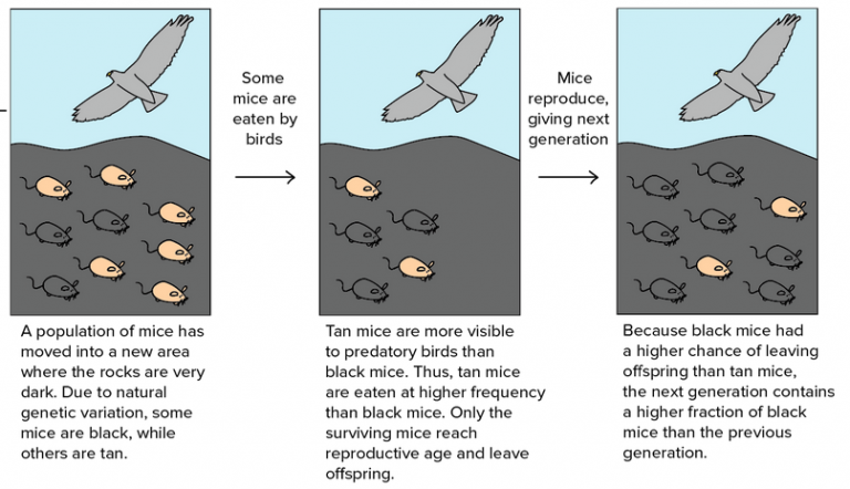 Unit 2-3: Mechanisms of Evolution and Natural Selection – The Biology