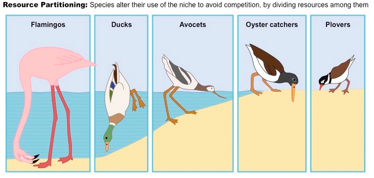 natural selection examples