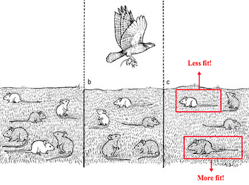 natural selection examples