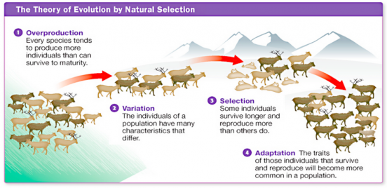 Unit 2-3: Mechanisms Of Evolution And Natural Selection – The Biology ...