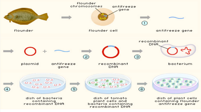 Unit 3a-1: Genetic Modification and Gene Transfer – The Biology Classroom