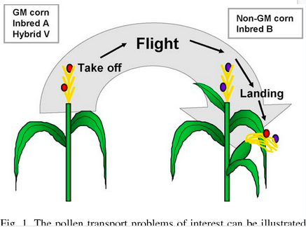 cross pollination gmo