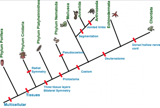 Unit 5-8: Phylum Echinodermata – The Biology Classroom