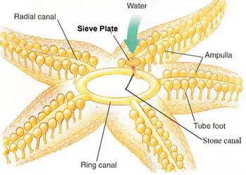 echinodermata anatomy