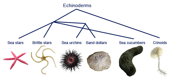 echinodermata diagram