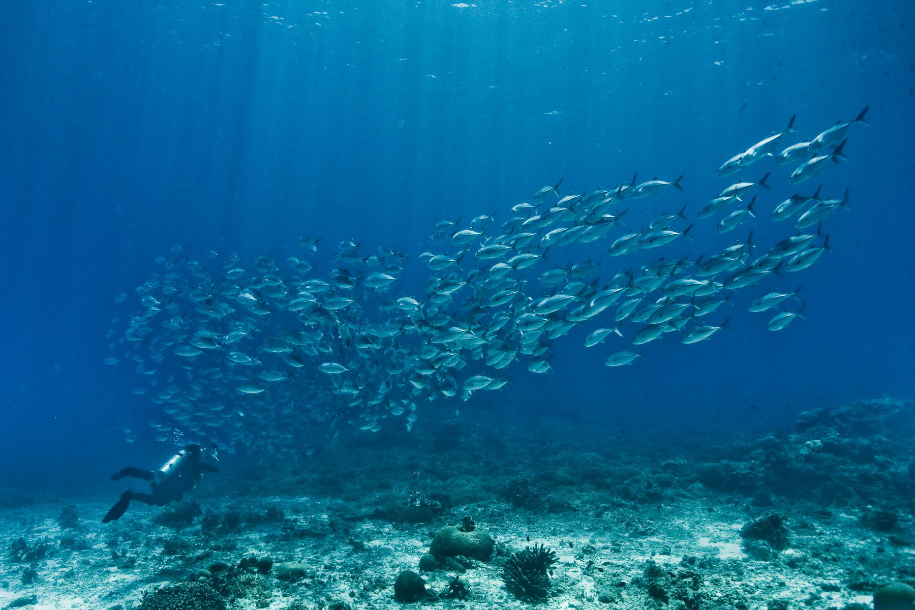Передвижение рыб в воде. Рыбы под водой. Косяки рыб в океане. Стаи рыб в океане. Стая рыб под водой.