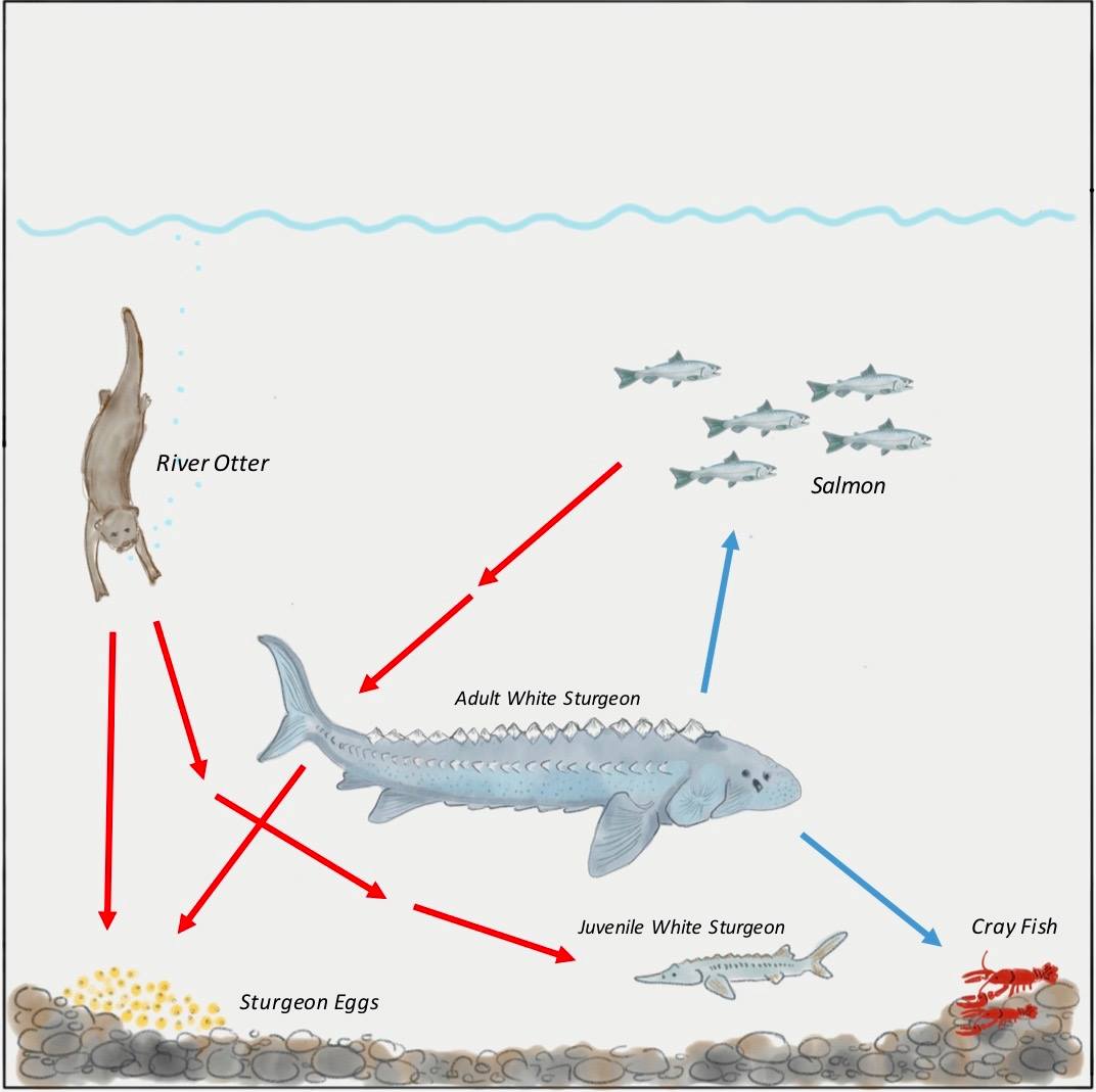 Stable sturgeon populations await anglers upstream of Bonneville