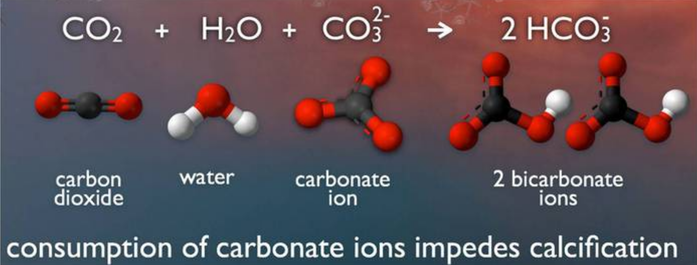 What is ocean acidification? – Ocean Thoughts: Not So Basic