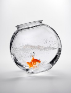 Fantail goldfish (Carassius auratus) in tipsy fishbowl