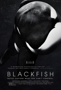 Blackfish season is in fully effect! The Dark Matter Fishaholic