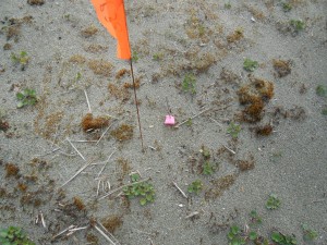 This Pink Sand Verbena didn't make it...